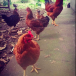 ChickensLakeAtitlan-circle