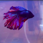 Screen-Shot-2019-04-17-at-10.43.18-150x150